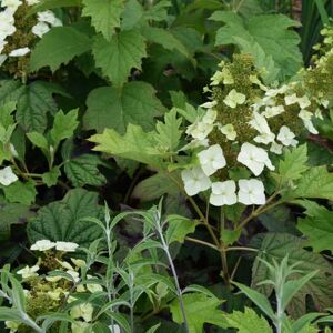 Hydrangea quercifolia 100-125 cm